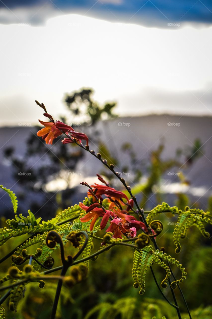 Wild flowers in Volcano National Park