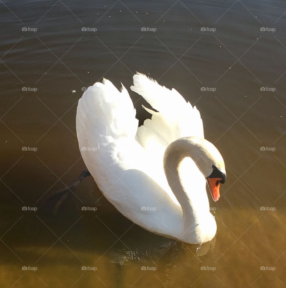 Swan 