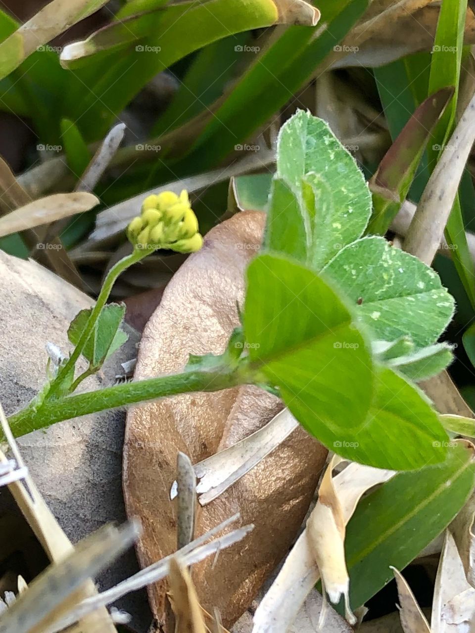 Teeny tiny yellow flower blooming out of a clover patch! The brown live oak leaf is 2 inches long, so this flower is smaller than a pencil eraser!