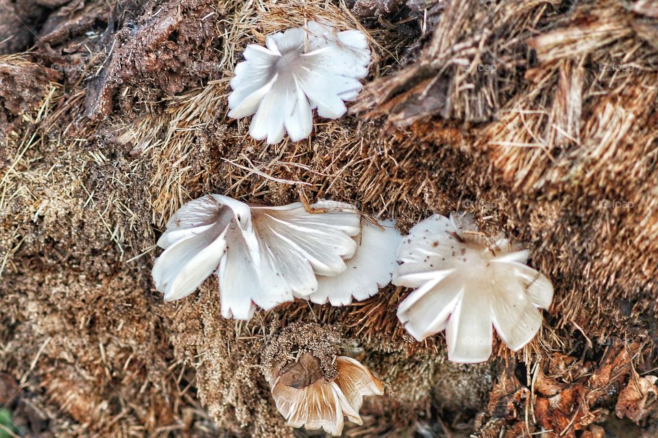 edible tropical mushrooms