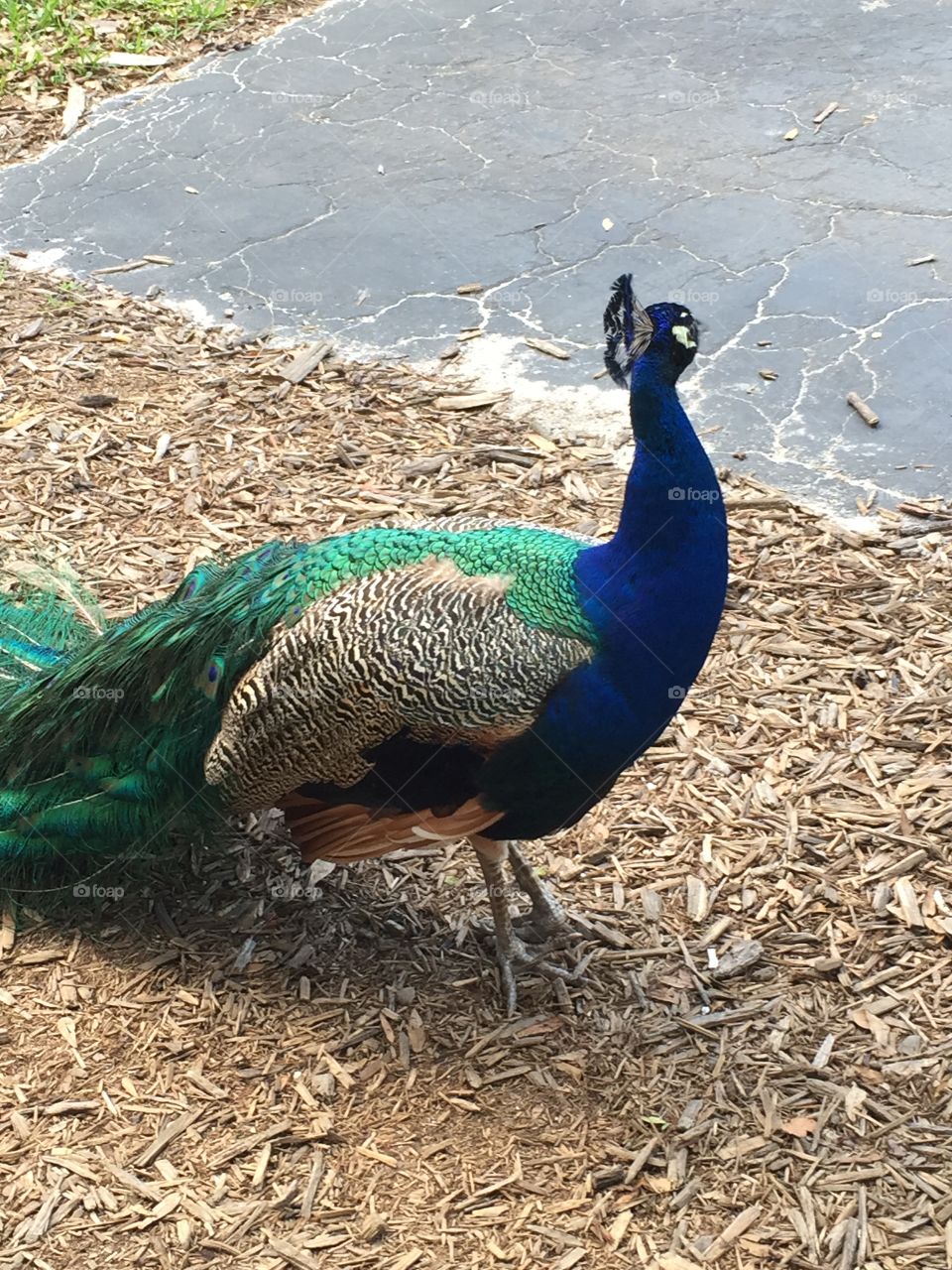 Peacock. Looking around peacock