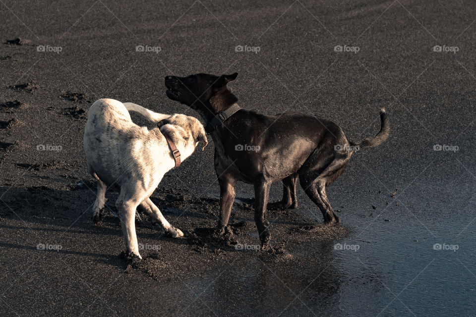 Two best friends, white and black dog, playing together at the beach in the afternoon, enjoying the sunset together