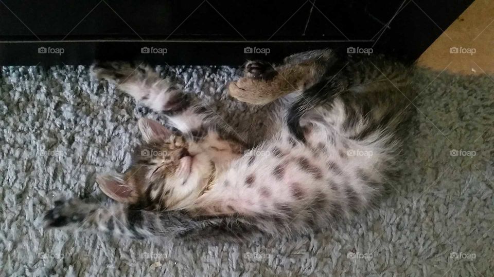 A sleepy stretching brown tabby kitten
