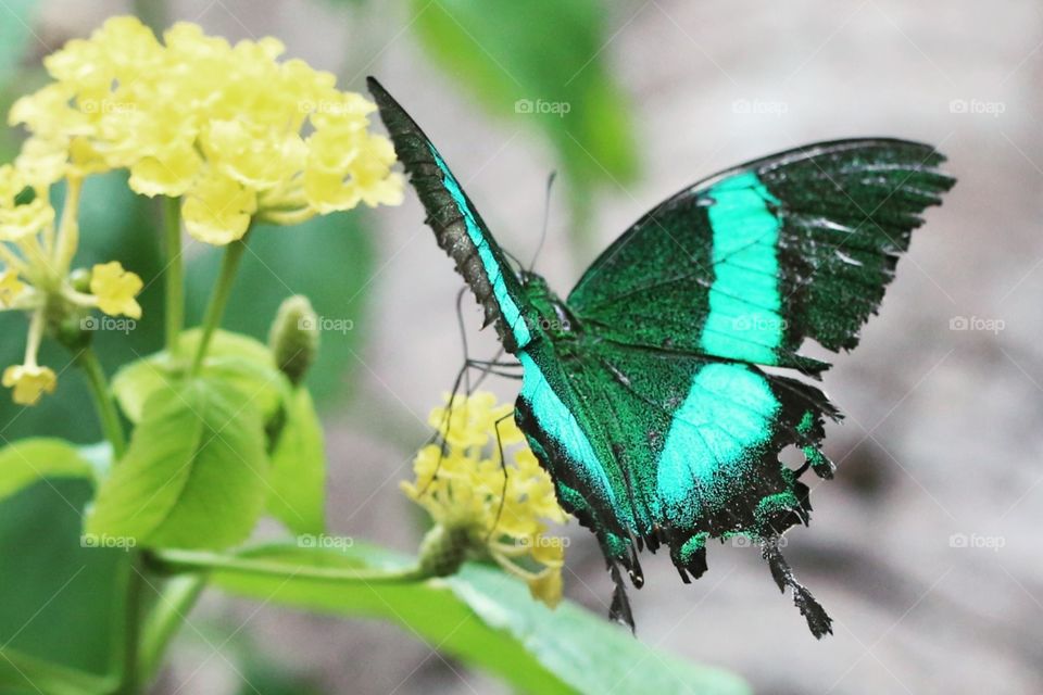 Butterfly in the backyard