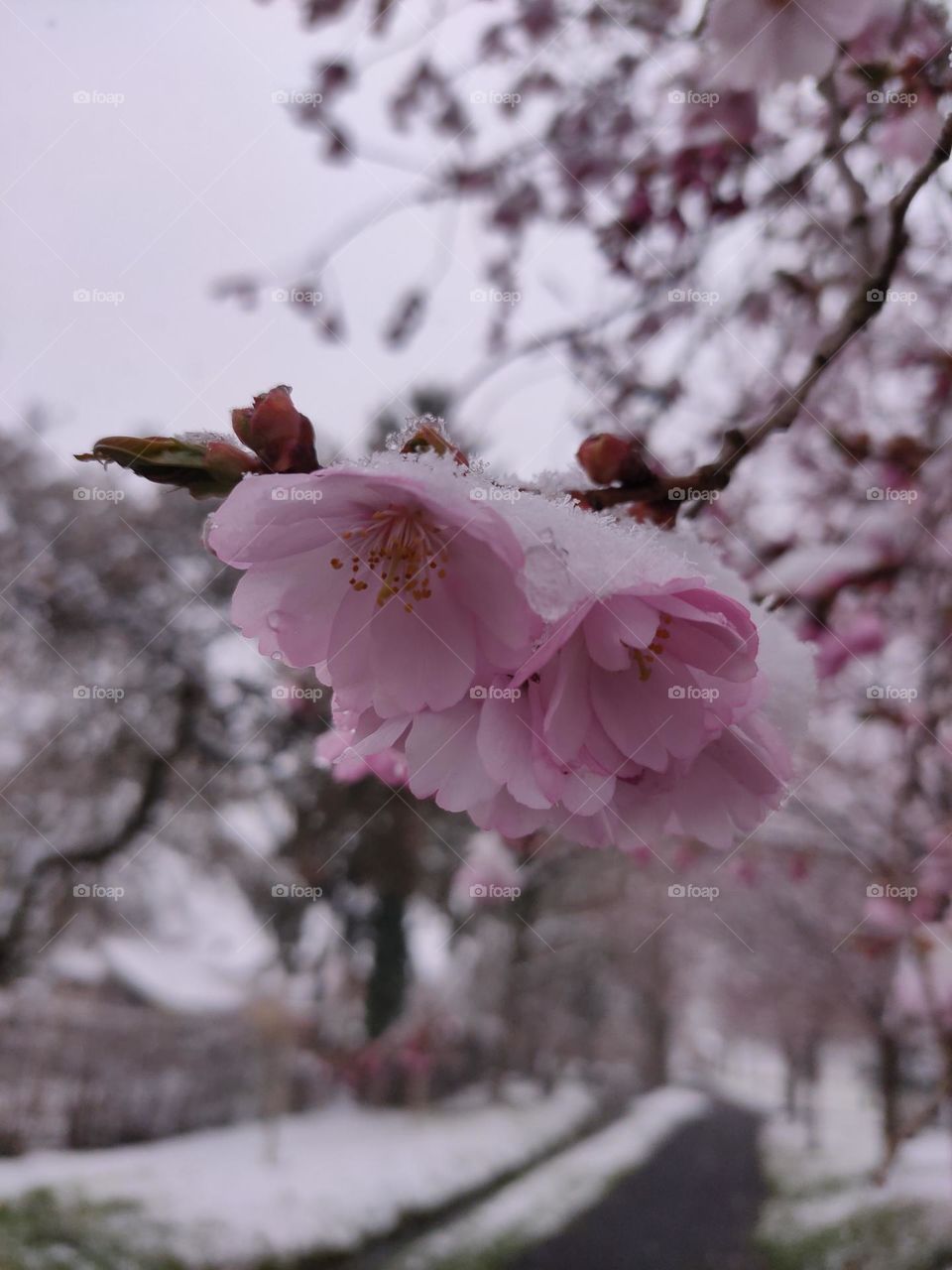 spring blossom with snow