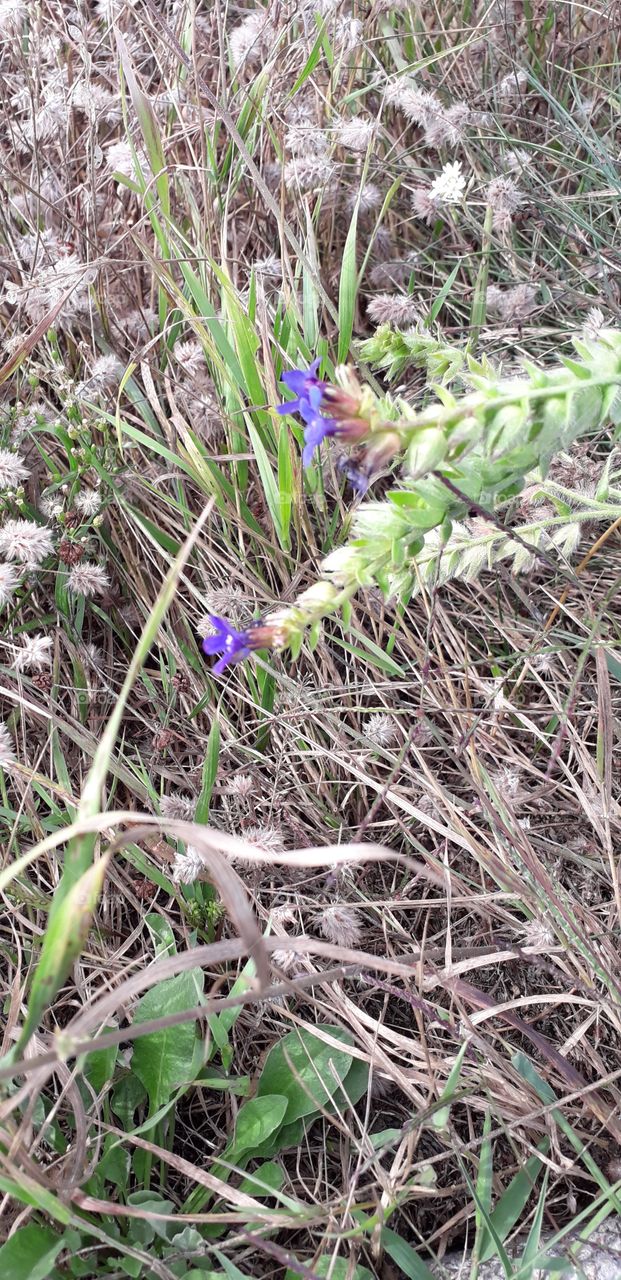 .common Echium