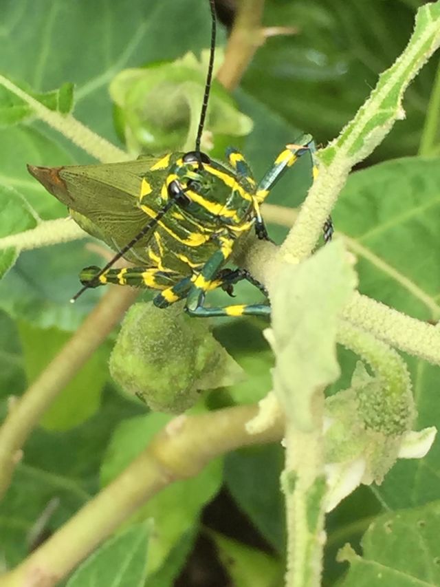 Green-yellow