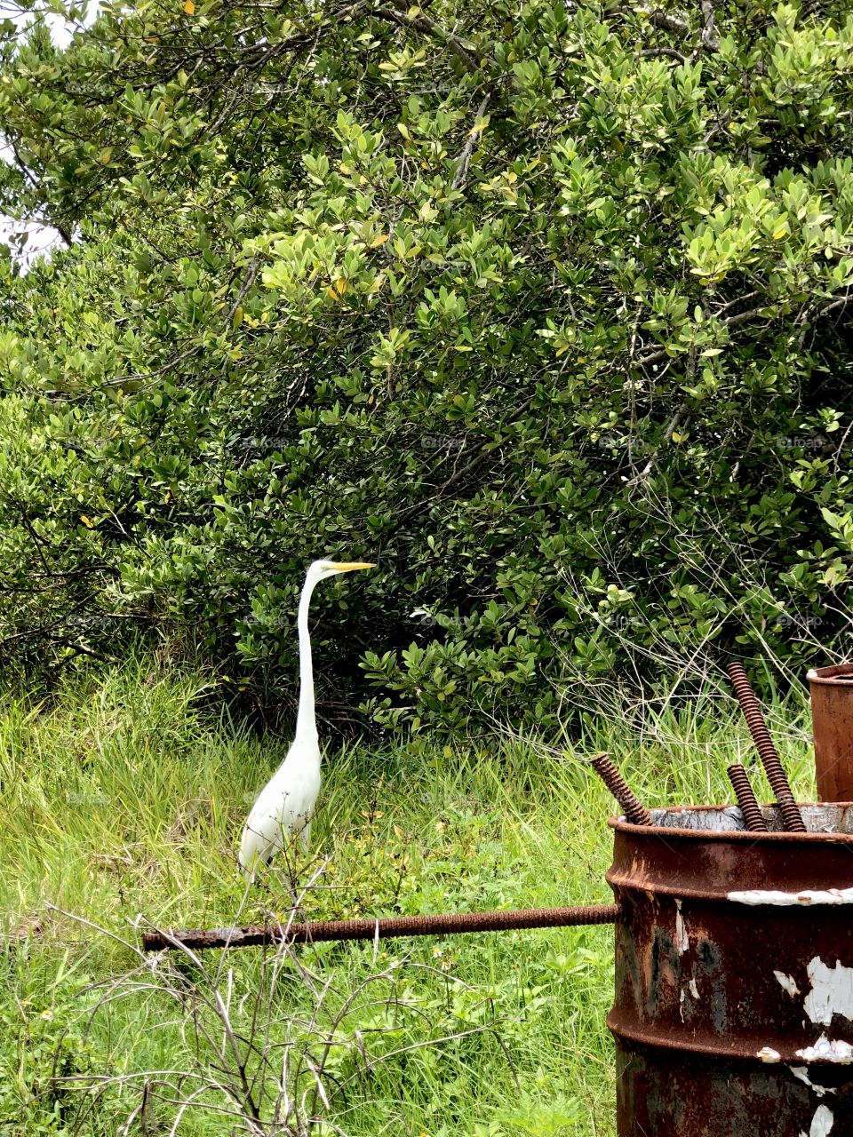 Great egret in overgrown scrapyard 