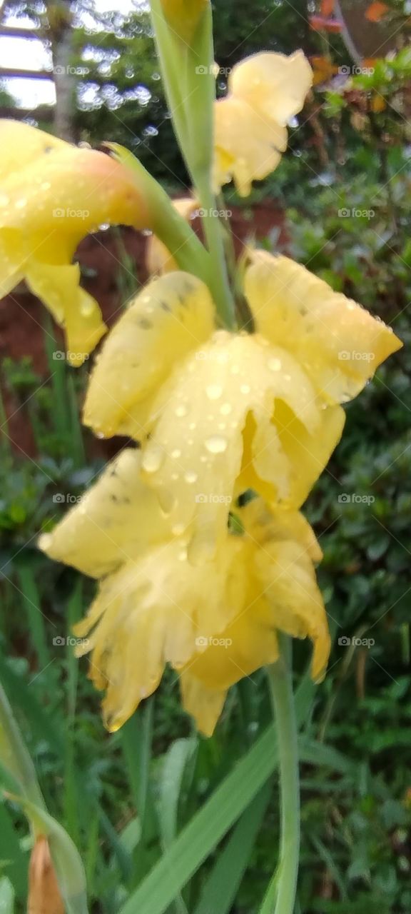 beautiful colorful nature flowers