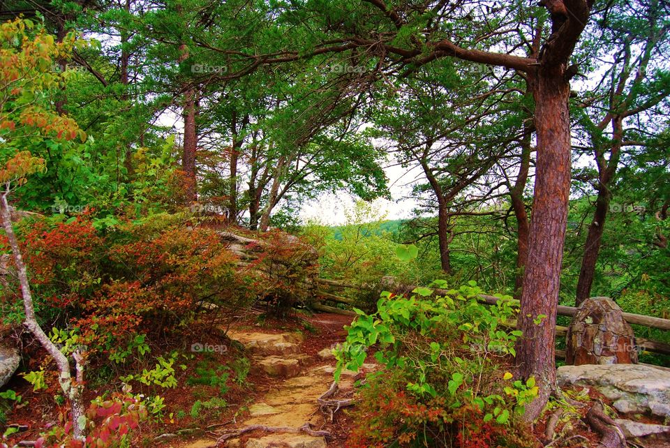 Trails in the forest 