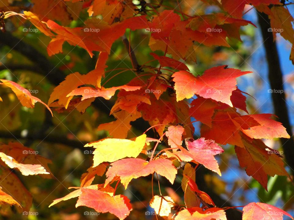 Fall, Leaf, Nature, Bright, No Person