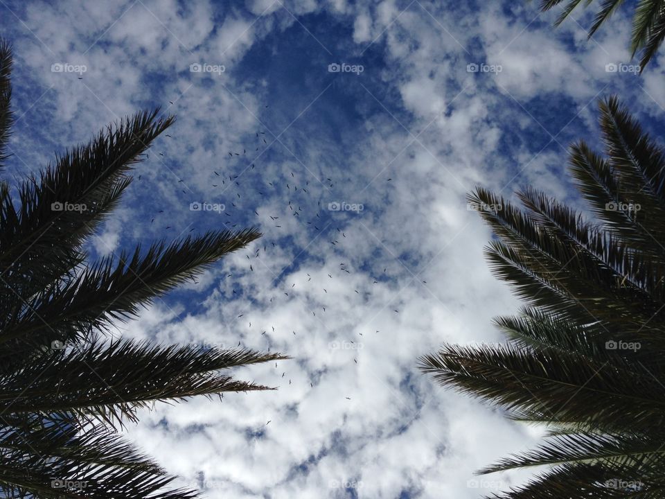 Birds and Palm trees . This was taken in Marco Island, Florida 