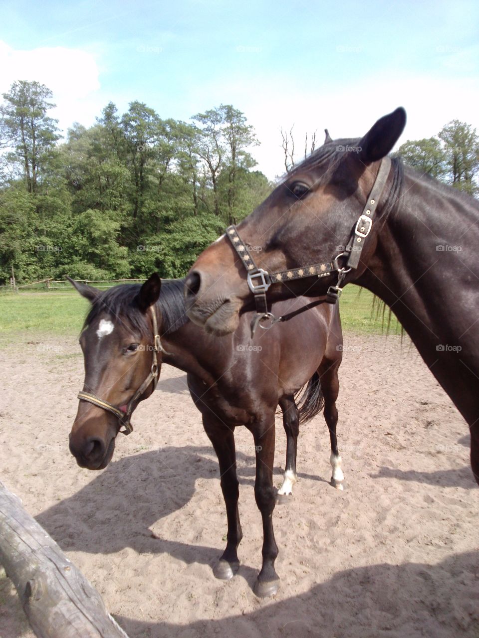 Horses. beautiful creatures