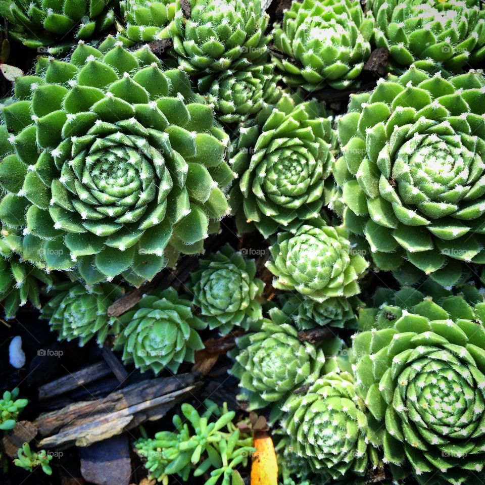 Succulent Cluster. Succulents