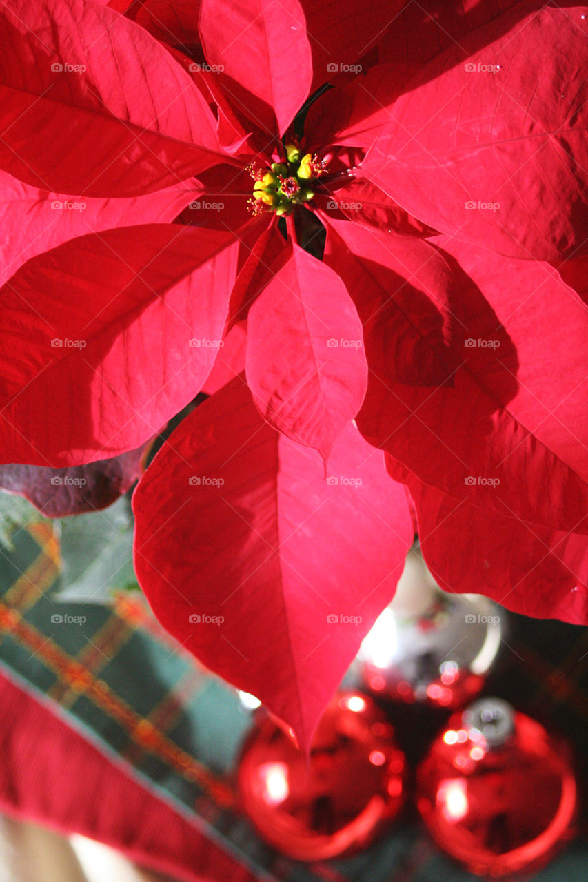 Christmas. Poinsettia and balls 