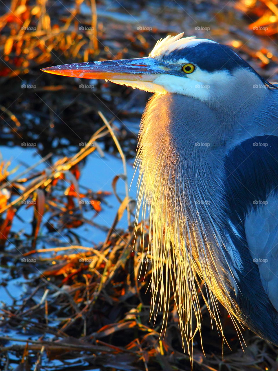 Beautiful great blue heron 