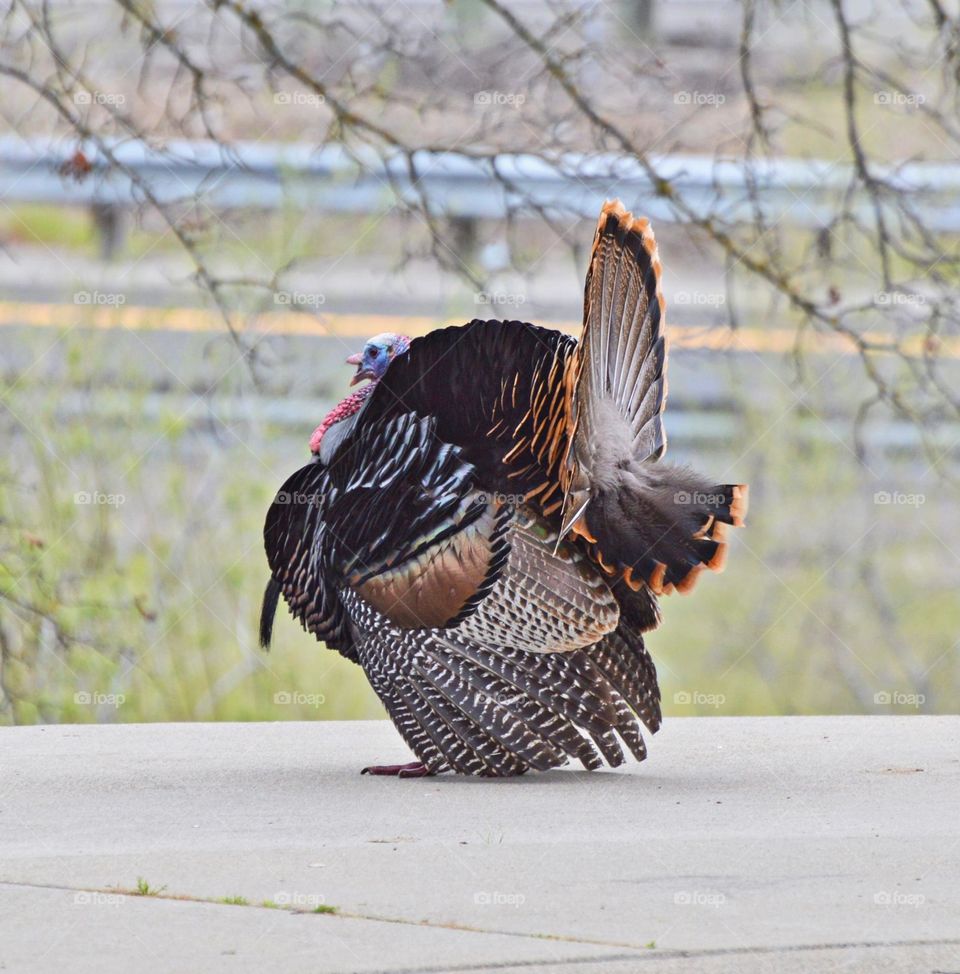 wildlife bird in the city