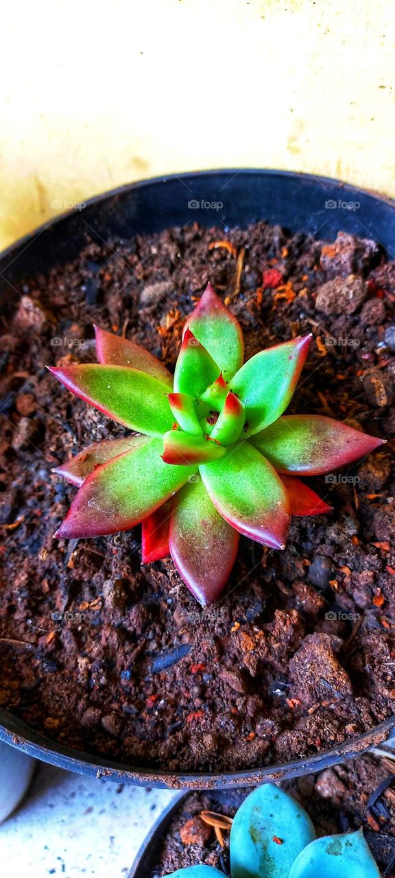New beautiful flowers growing in pots