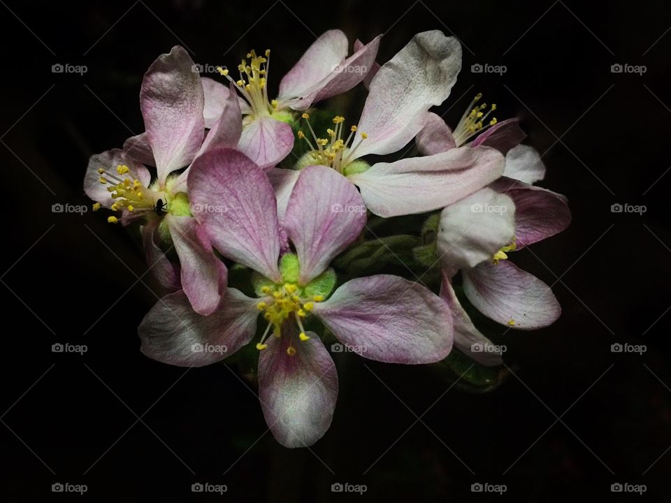 flowers in the dark. pink and white flowers in the dark