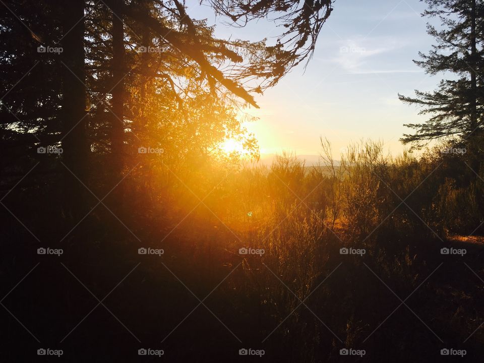 Tree, Dawn, Landscape, Light, Sun
