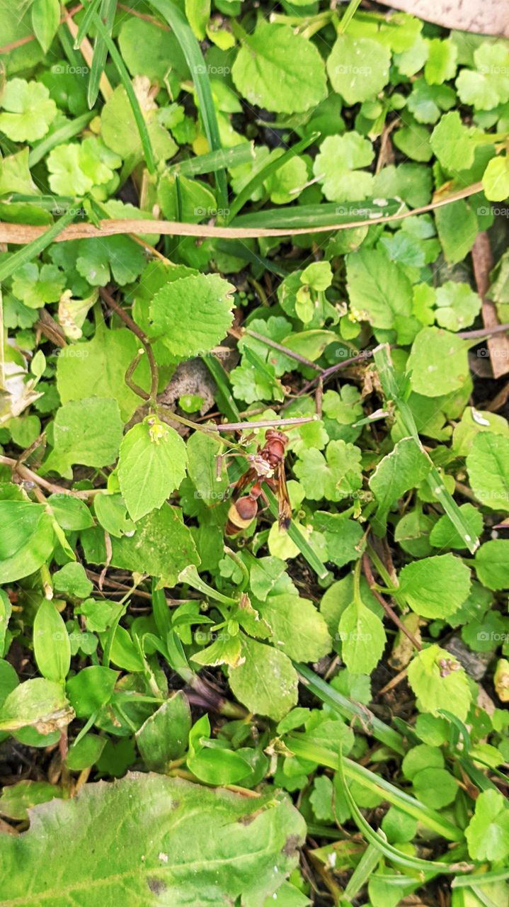 The little wasp enjoying early autumn sunshine