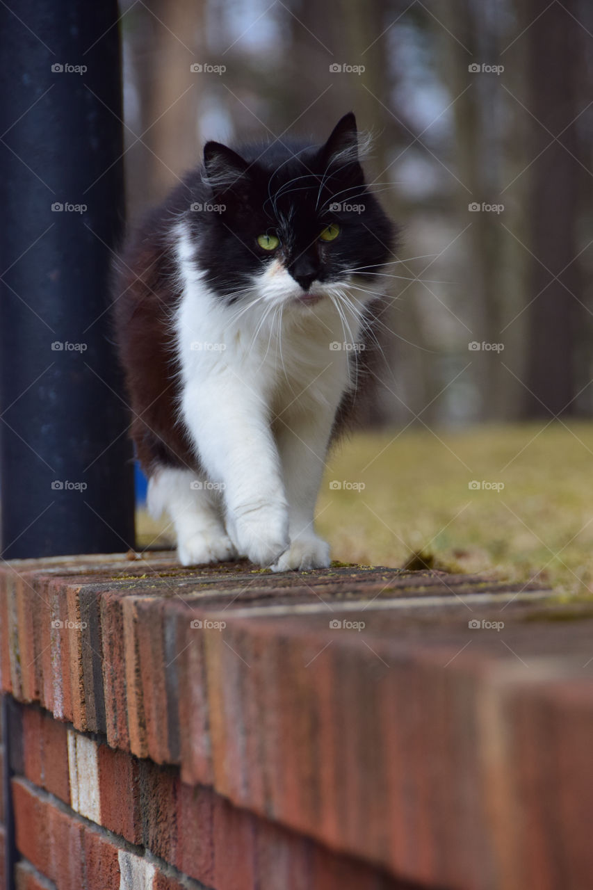 Fluffy cat, white and black Maine coon on the hunt