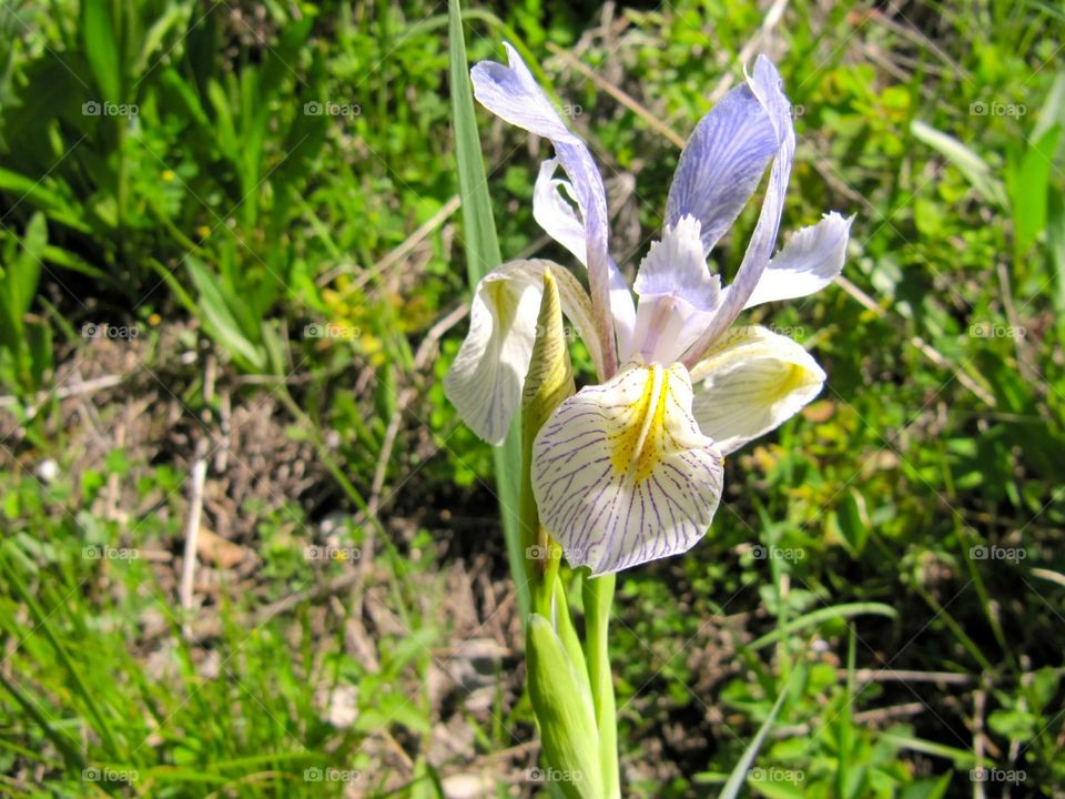Mountain iris 