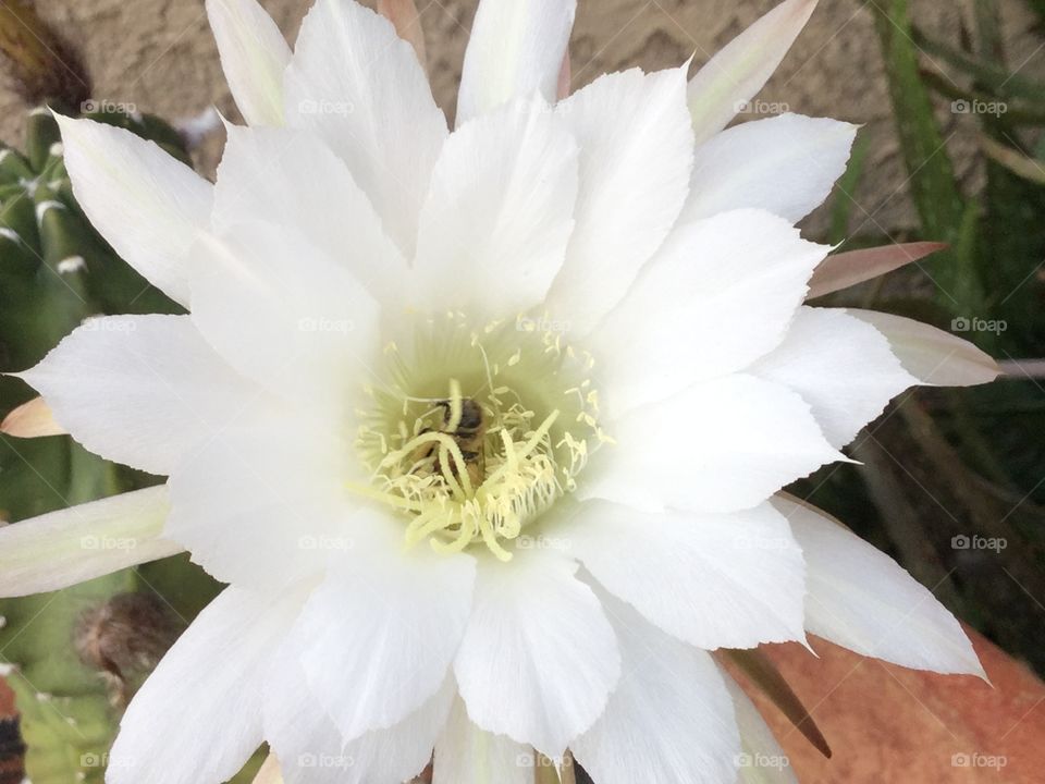 Night blooming white cactus flower!!  Little bee loves the honey!