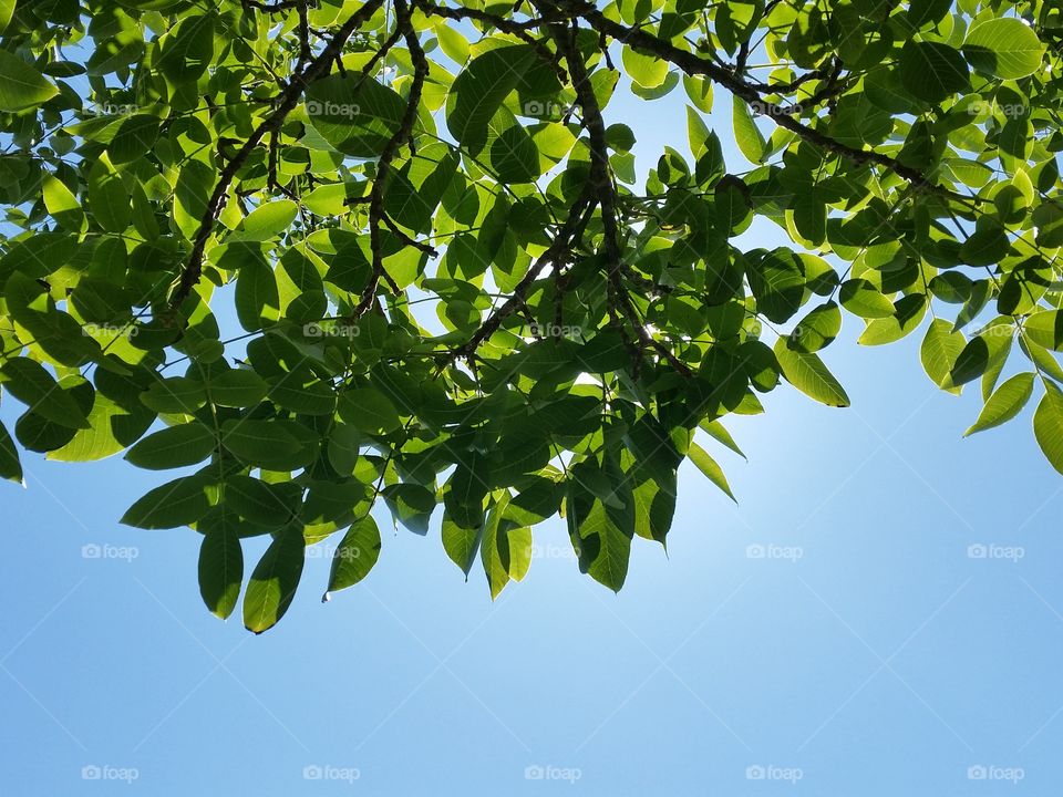 Sunlight passing through the tree