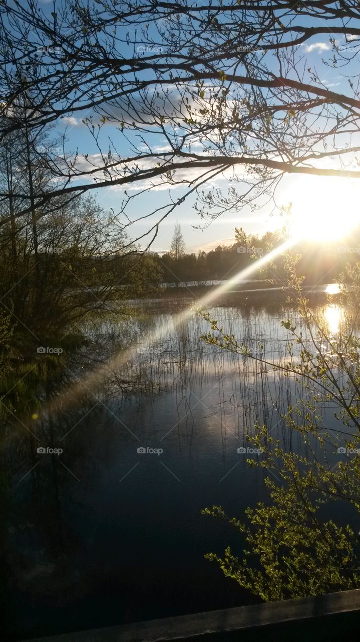 View of tree by lake