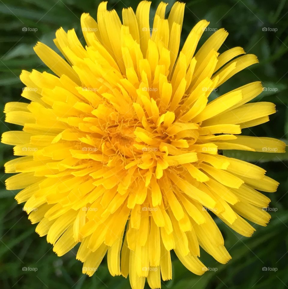 dandelion