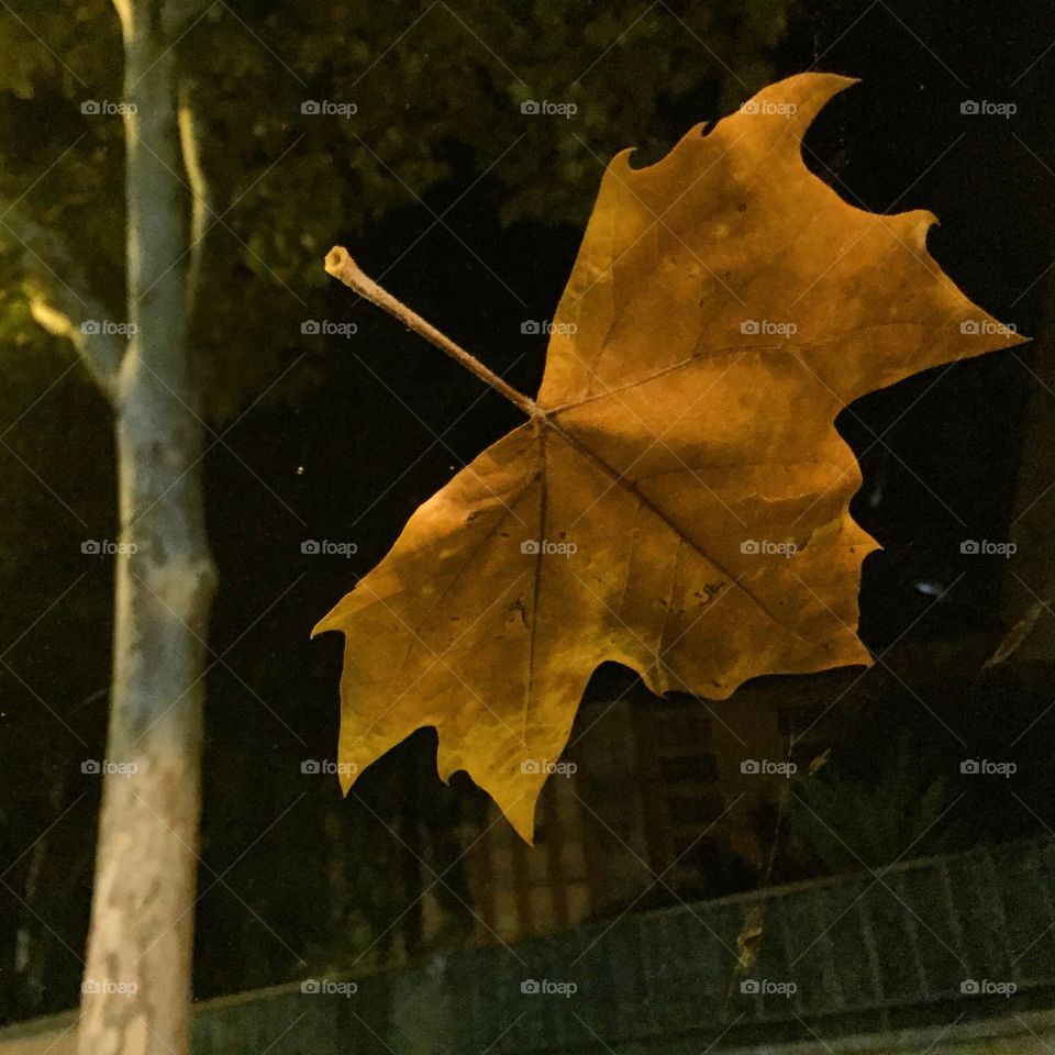 Suddenly leaf 
