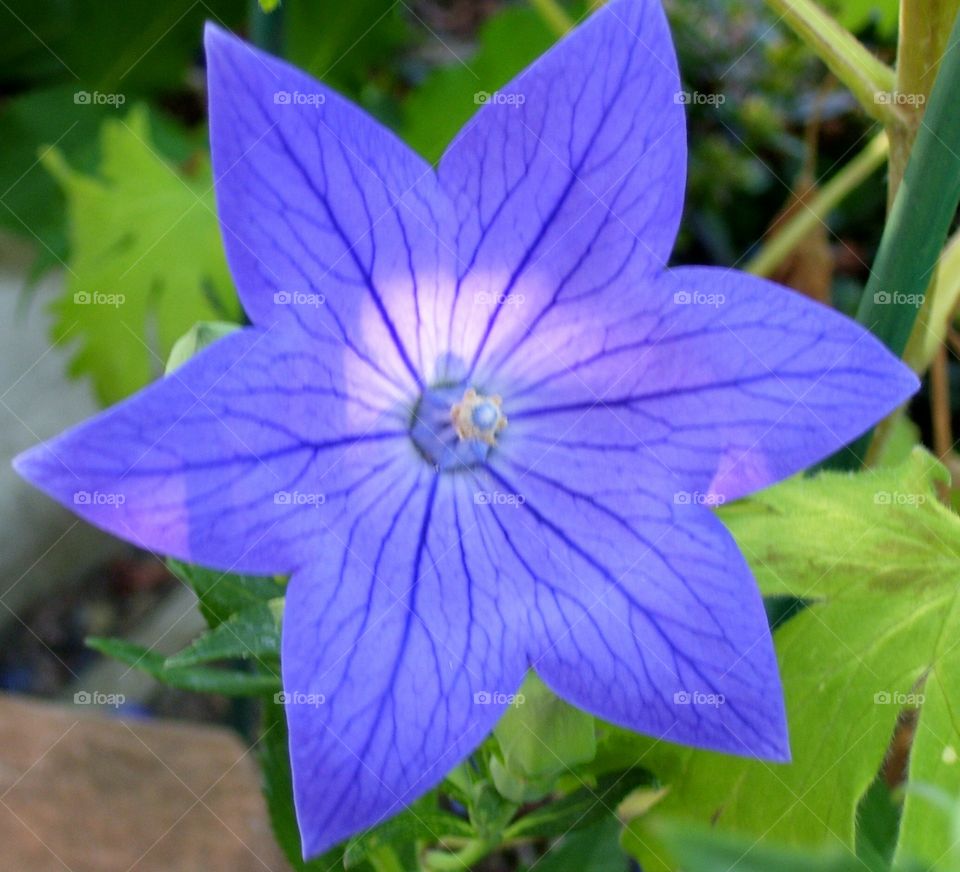 purple/blue balloon flower