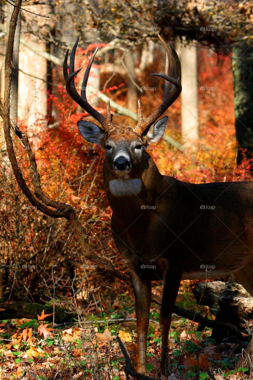 white -tailed  deer