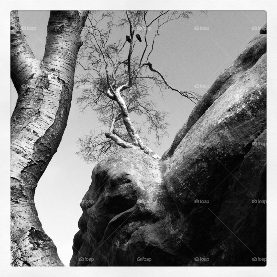 tree bird rock by kayeg82