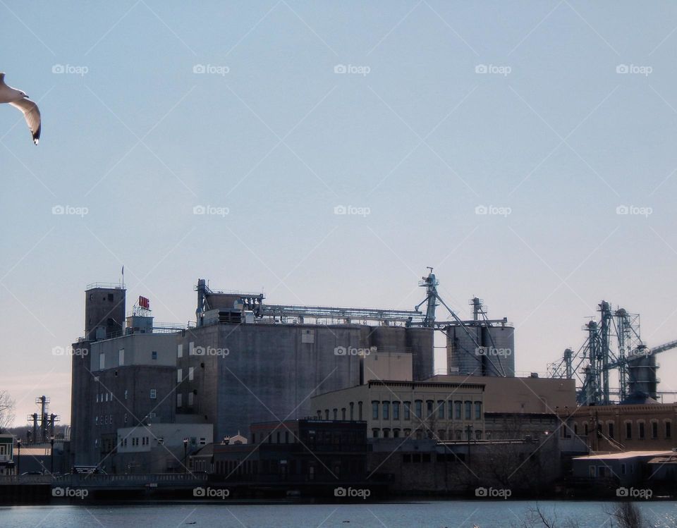 Seagull flies into view as I take a picture of the factory and building on the other side of the river on the bank on a clear evening in Michigan under a blue sky