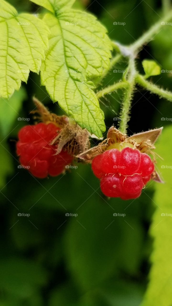 Little raspberries