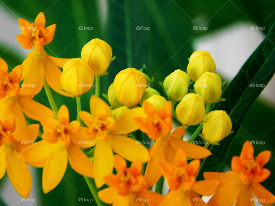 Radiant yellow milkweed flowers