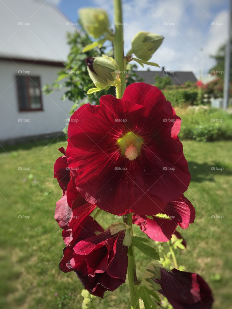 Red flower