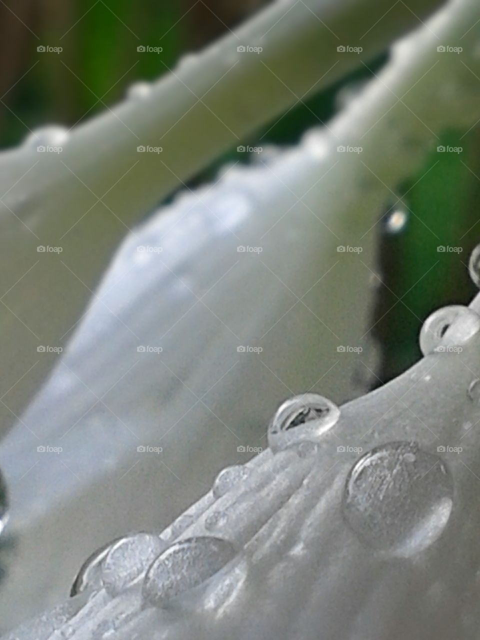 Resting droplets. The morning air allows for extra dew to collect and hydrate the blossoms.