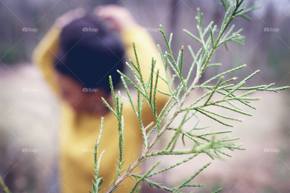 Close-up of pine plant