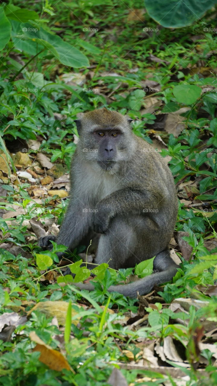 Monkeys of Koh Lanta, Thailand.