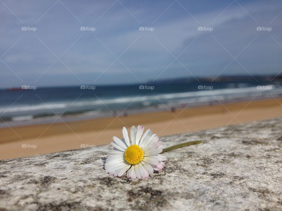 Flower and beach
