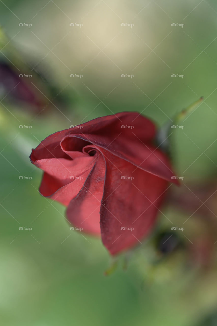 Blooming rose flower