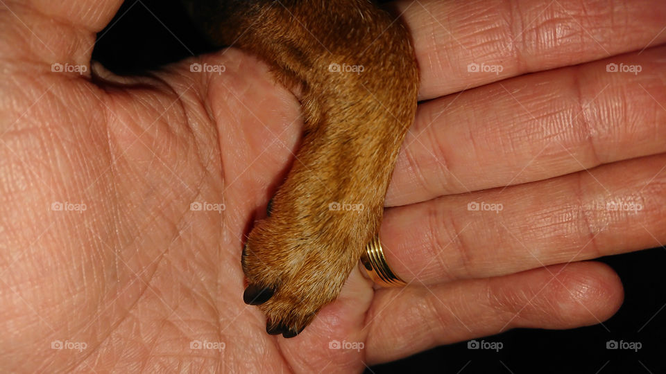 A Pinscher paw in a human hand