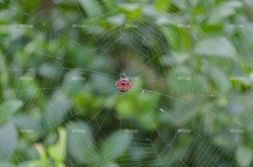 Spider On Its Web