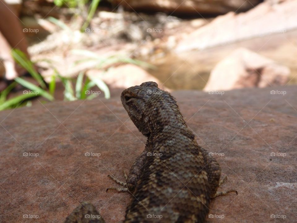 Lizard lookout