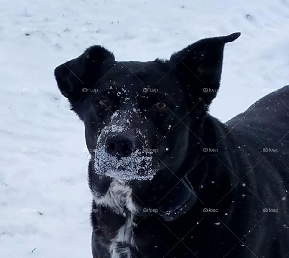 With the fresh snowfall,  our black lab mix dog plays like a puppy.  In the white snow, it is easy to see her outside late in the evening.