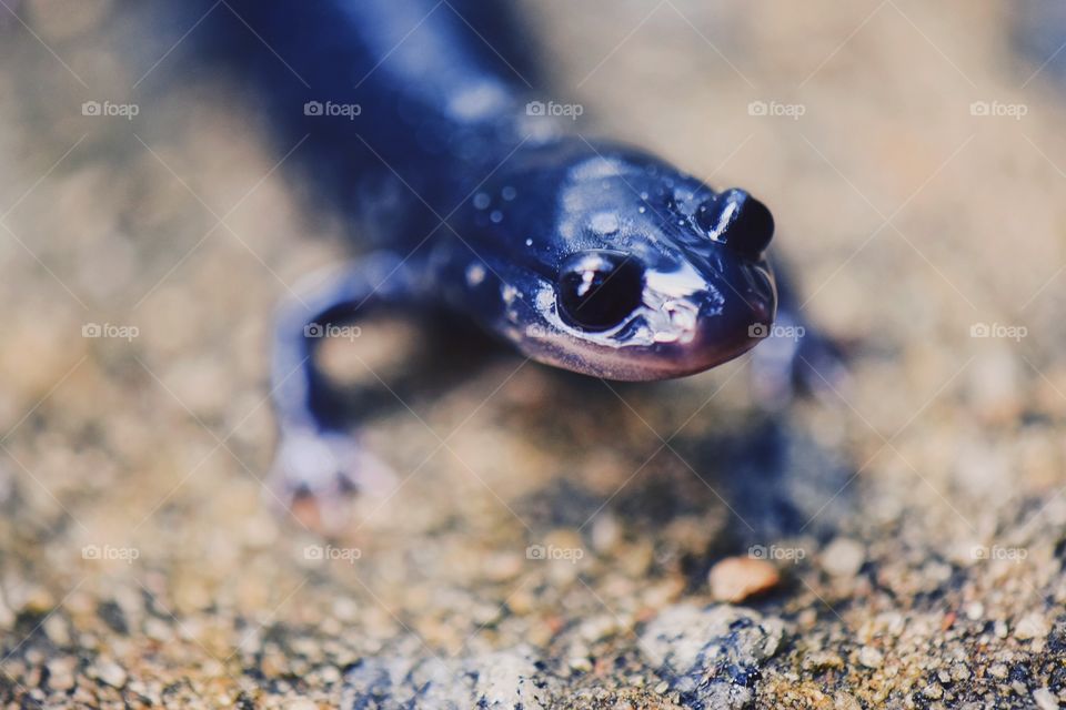 Nature, No Person, Wildlife, Little, Sand