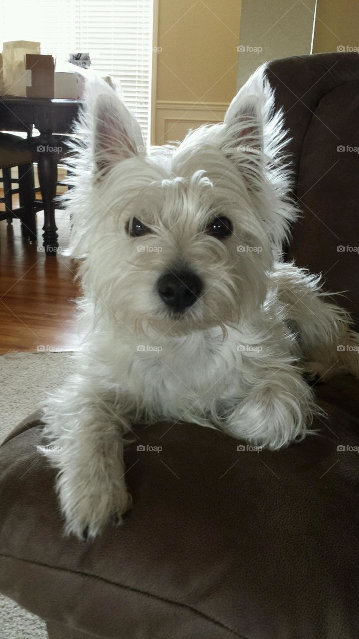 myWestie